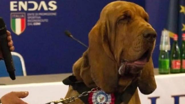 意英雄搜救犬疑遭人报复意外死亡