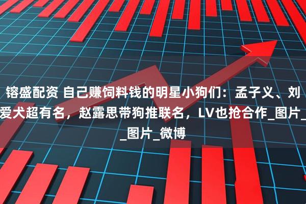 镕盛配资 自己赚饲料钱的明星小狗们：孟子义、刘宇宁爱犬超有名，赵露思带狗推联名，LV也抢合作_图片_微博